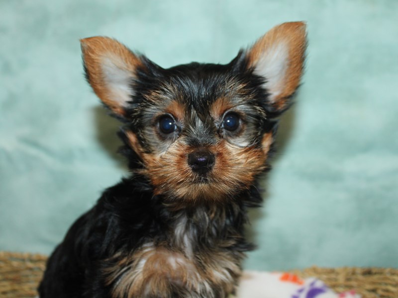 Yorkshire Terrier - 9808 Image #1