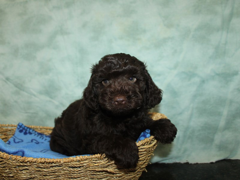 Yorkiepoo - 9819 Image #1