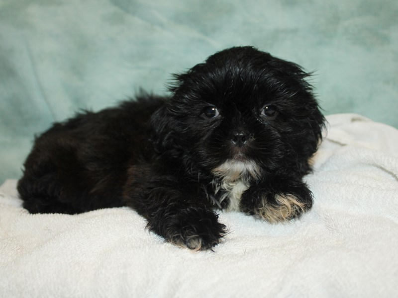 Shih Tzu - 9827 Image #1