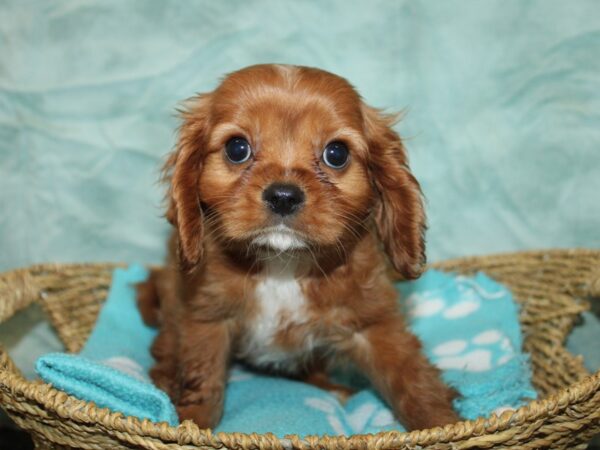 Cavalier King Charles Spaniel Dog Male Ruby 21078 Petland Rome, Georgia