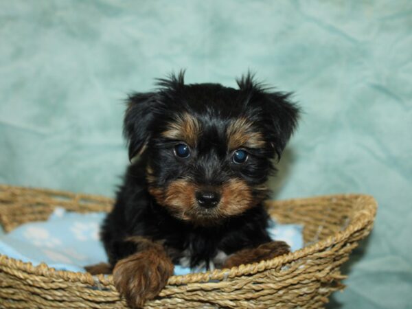 Yorkiepoo Dog Male Black / Tan 21094 Petland Rome, Georgia