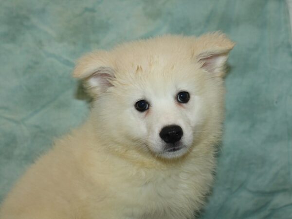 American Eskimo-Dog-Male-White-21085-Petland Rome, Georgia