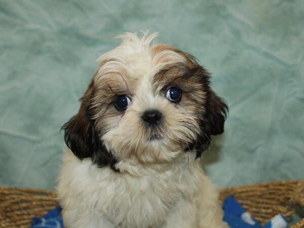 Shih Tzu-Dog-Female-White & gold-21101-Petland Rome, Georgia