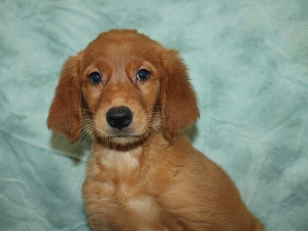 [#9841] Golden Female Golden Retriever Puppies for Sale