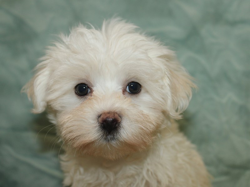 Maltese - 21116 Image #1