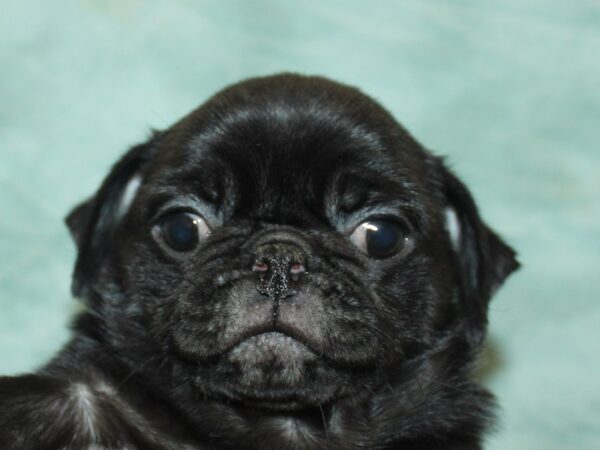 [#21117] Black Male Pug Puppies for Sale