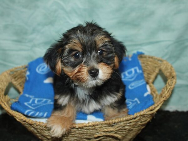 [#21169] Black / Tan Female Yorkshire Terrier Puppies for Sale