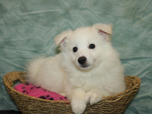 [#9844] White Male American Eskimo Puppies for Sale