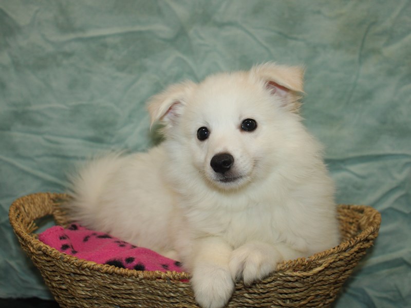 American Eskimo - 9844 Image #1