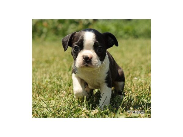 Boston Terrier Dog Male Black / White 9851 Petland Rome, Georgia