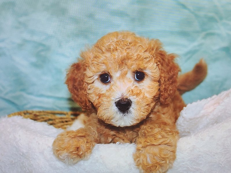 Cavapoo - 21120 Image #1