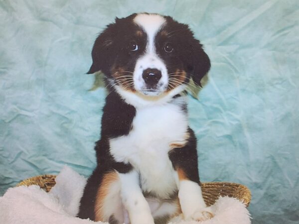 Miniature American Shepherd-Dog-Female-Black-9852-Petland Rome, Georgia