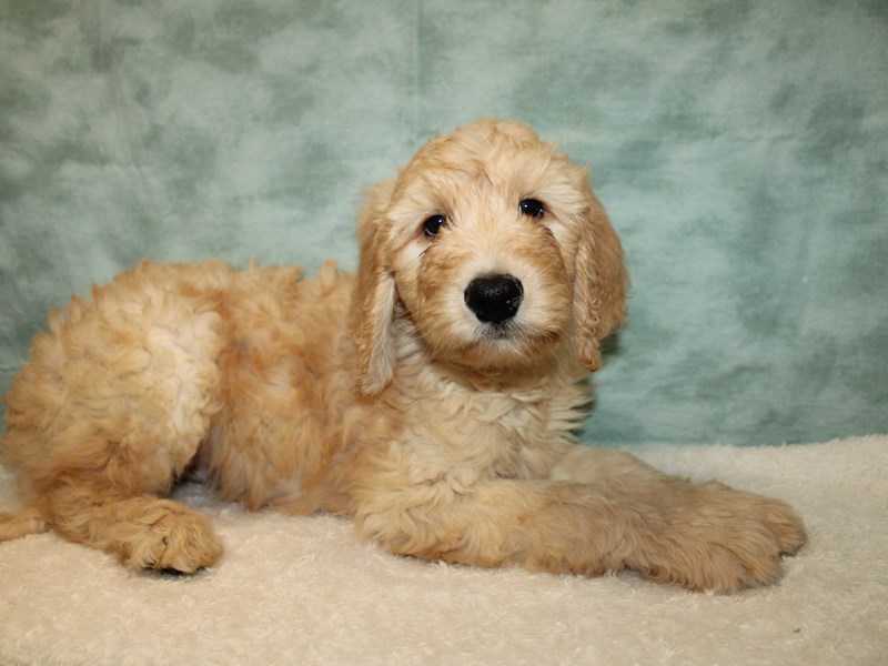 Goldendoodle 2nd Gen - 21136 Image #1