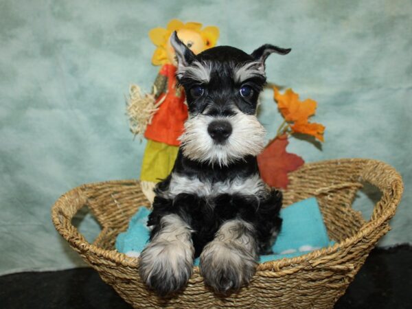 [#9875] Black / Silver Male Miniature Schnauzer Puppies for Sale