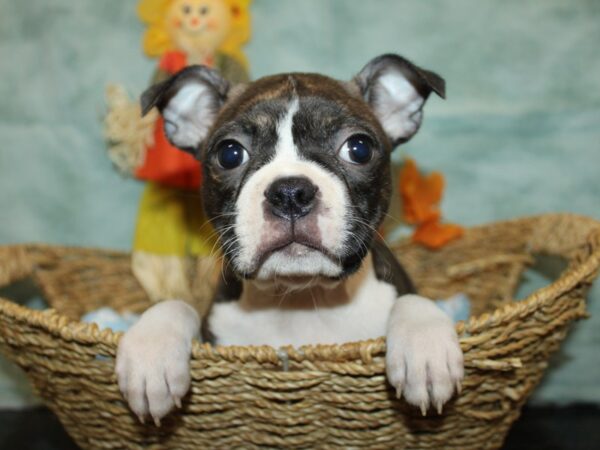 [#21129] Brindle / White Female Boston Terrier Puppies for Sale