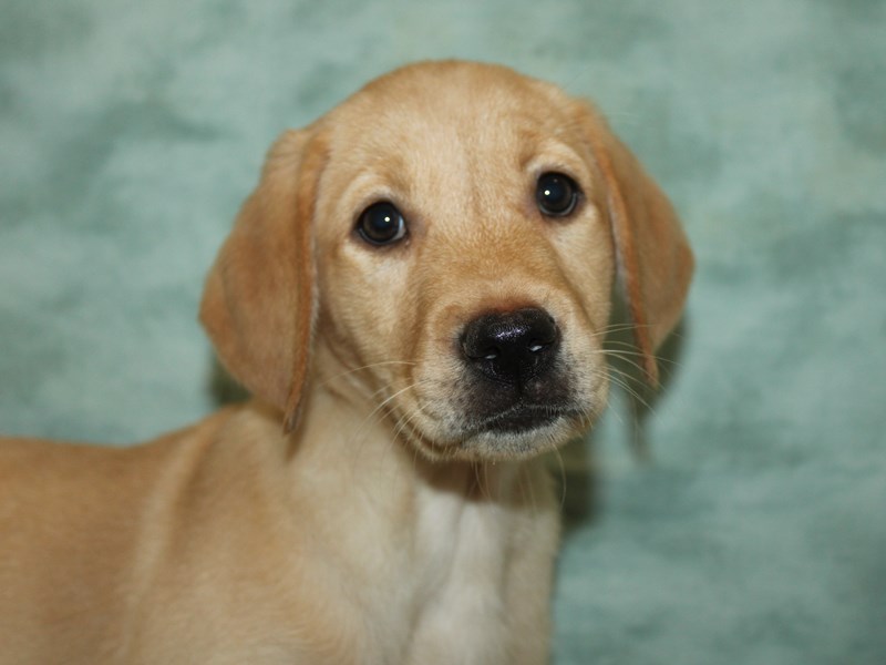 Labrador Retriever - 9861 Image #1