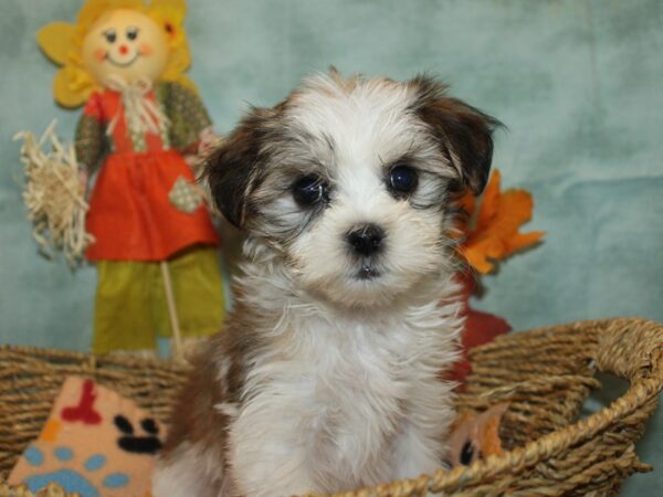 Latese-Dog-Female-Red and White-21138-Petland Rome, Georgia