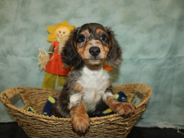 Dachshund Dog Male Gray 21139 Petland Rome, Georgia