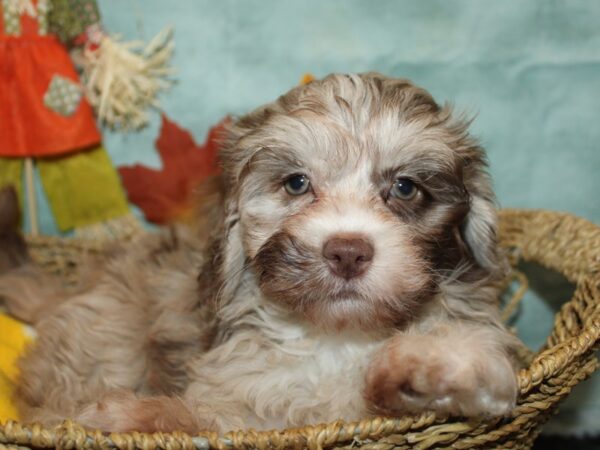 ShizaPoo-Dog-Female-Chocolate Merle-21141-Petland Rome, Georgia