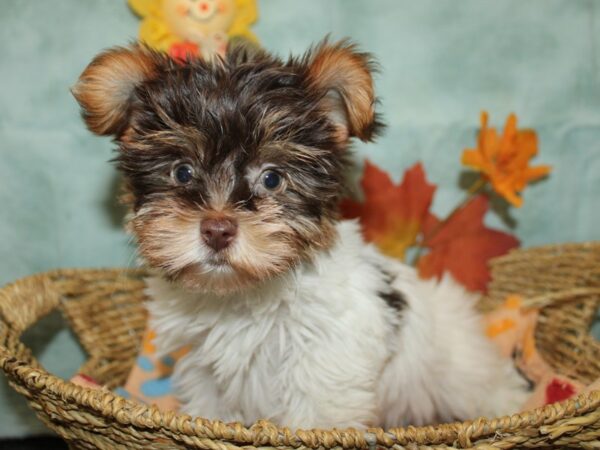 Yorkshire Terrier Dog Male Chocolate and Tan 9865 Petland Rome, Georgia