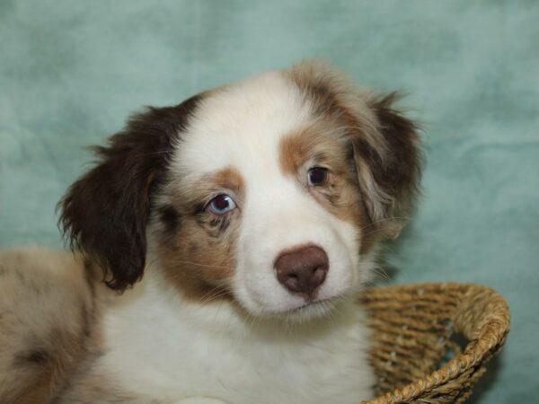 [#9873] Red Merle Male Miniature Australian Shepherd Puppies for Sale