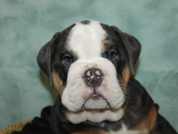 [#21143] Blue Male English Bulldog Puppies for Sale