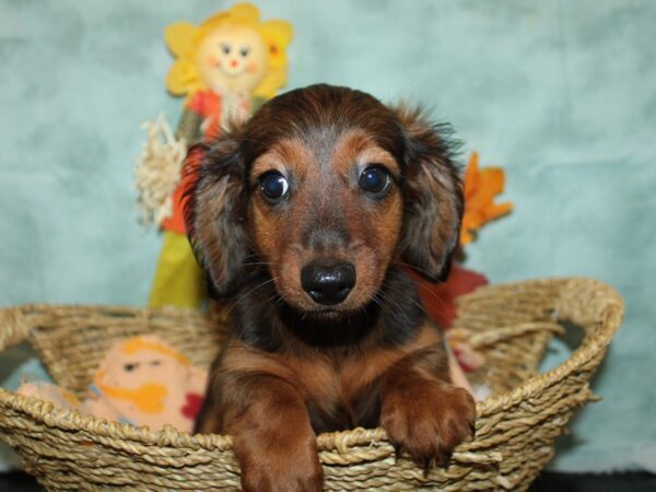 [#9894] Red Male Dachshund Puppies for Sale