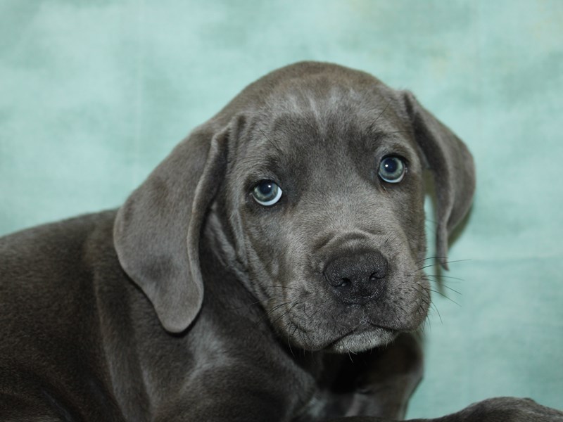 Cane Corso - 21147 Image #1