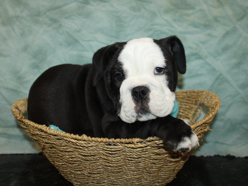 English Bulldog - 21150 Image #1