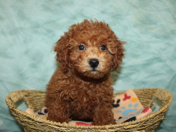 Miniature Poodle-Dog-Female--21157-Petland Rome, Georgia