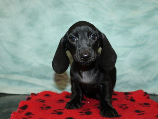 [#9891] Black Female Dachshund Puppies for Sale