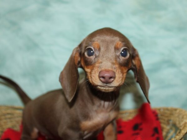 Dachshund Dog Female Chocolate & tan 21162 Petland Rome, Georgia