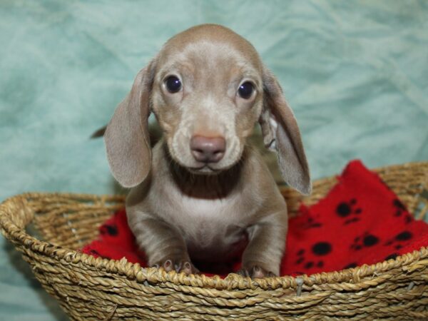 [#21161] Blue Silver Female Dachshund Puppies for Sale