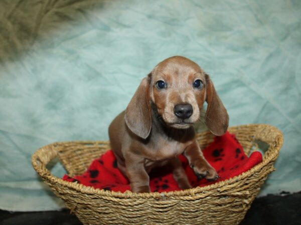 [#9892] fawn Male Dachshund Puppies for Sale
