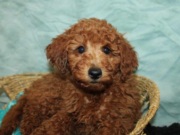 Miniature Goldendoodle Dog Female red 21159 Petland Rome, Georgia