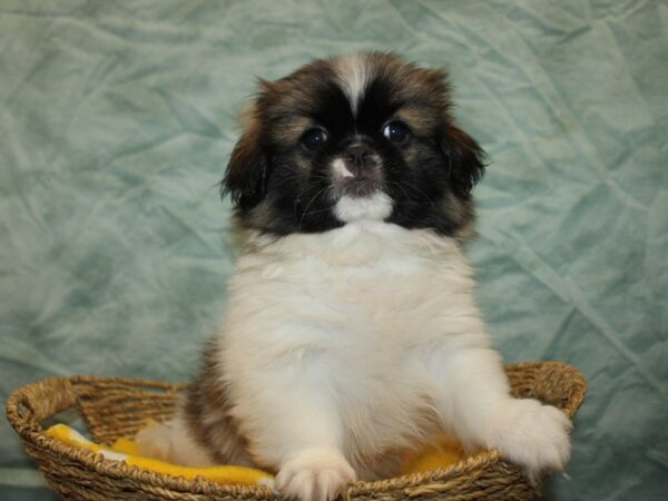 [#21154] Chocolate / White Female Pekingese Puppies for Sale