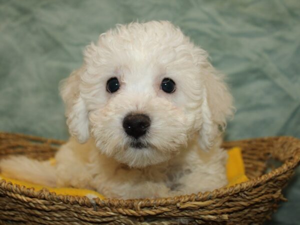 [#21149] White Male Bichon Frise Puppies for Sale