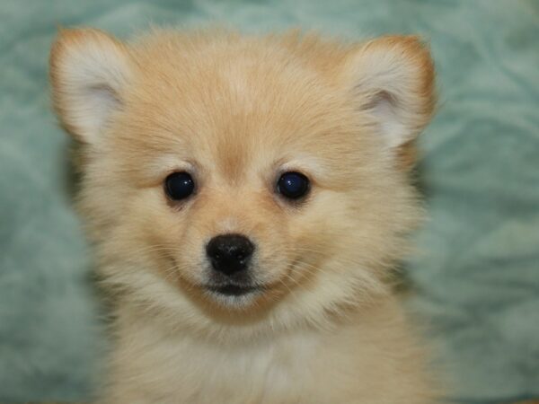 Pomeranian-Dog-Male-Orange-21151-Petland Rome, Georgia