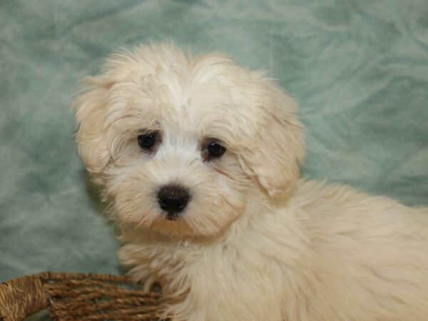 [#9887] White Male Maltese Puppies for Sale