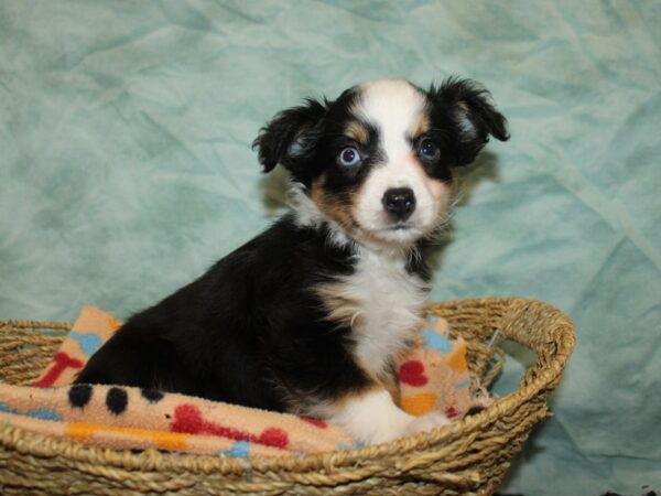 Toy Australian Shepherd Dog Female Black Brown and White 21165 Petland Rome, Georgia