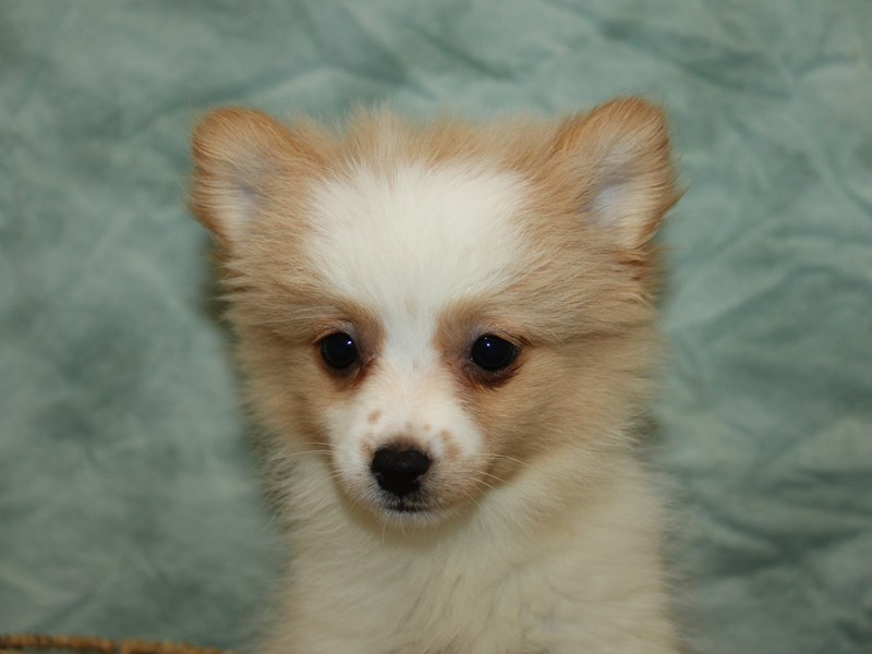 Pomeranian - 9882 Image #1