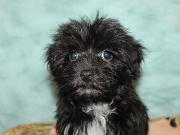 Havanese Dog Male Black 9881 Petland Rome, Georgia