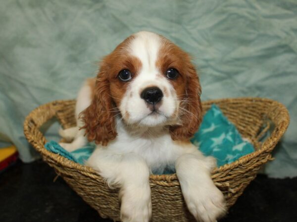 Cavalier King Charles Spaniel Dog Male Blenheim 9878 Petland Rome, Georgia