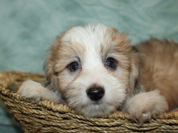 Aussiechon-Dog-Male-Chocolate Merle-9877-Petland Rome, Georgia