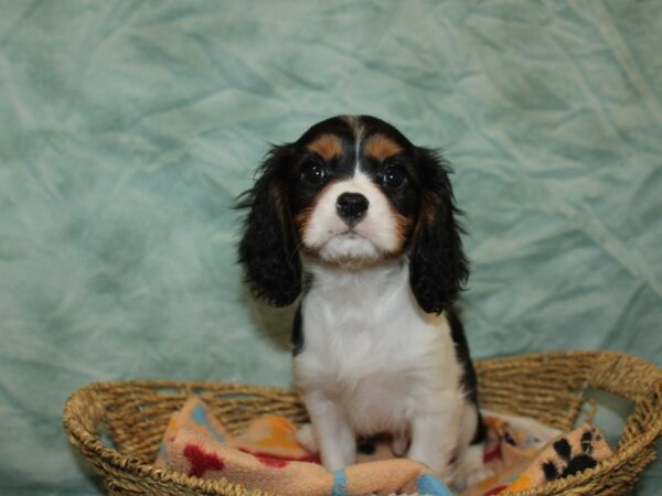 Cavalier King Charles Spaniel Dog Male Tri-Colored 21166 Petland Rome, Georgia