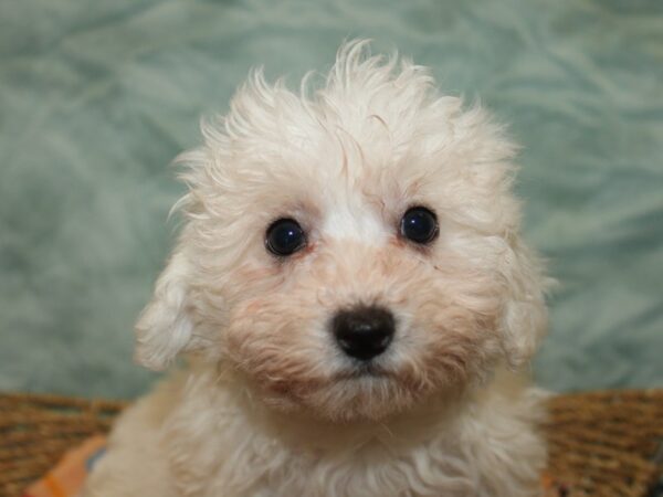 Bichon Frise-Dog-Female-White-21152-Petland Rome, Georgia