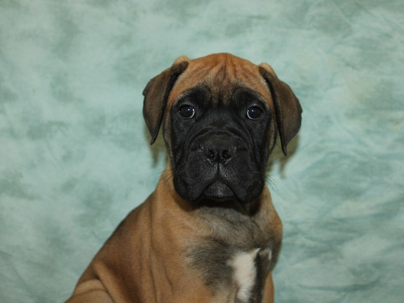 Bullmastiff - 21155 Image #1