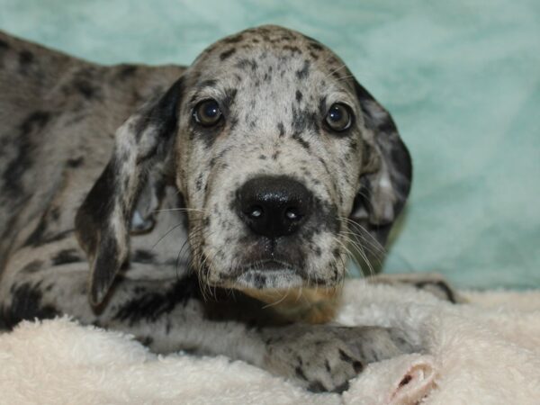 Great Dane Dog Female Blue Merle 21153 Petland Rome, Georgia