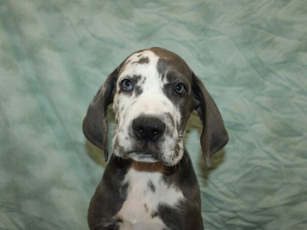 Great Dane Dog Male Blue / White 9886 Petland Rome, Georgia