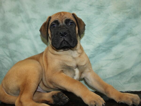[#9885] Red Fawn Male Bullmastiff Puppies for Sale